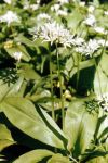 [5] Czosnek niedżwiedzi Allium ursinum fot. S. Kawęcki
